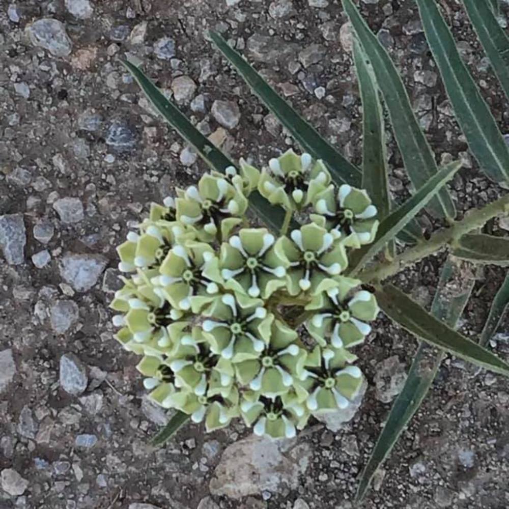 Meet your Posher, Polly